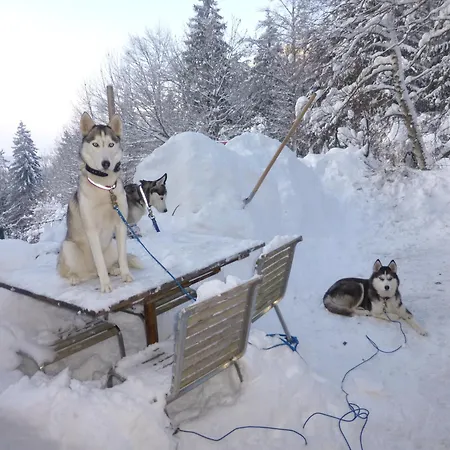 Les Ptits Loups *